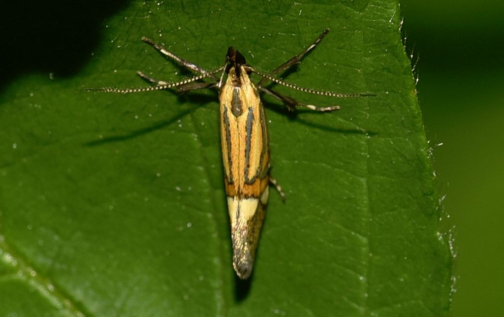 Oecophoridae: Alabonia geoffrella?  S !